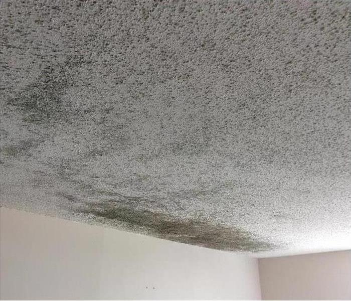 Ceiling corner with a lot of mold spots present